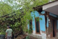 Pohon tumbang merusak fasilitas umum serta menutup akses jalan di Kabupaten Bondowoso. (Dok. BPBD Kabupaten Bondowoso)