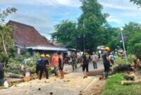 Pohon Tumbang di Magetan dan Ponorogo. (Dok. Fin)