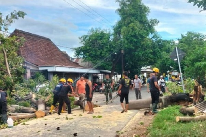 Pohon Tumbang di Magetan dan Ponorogo. (Dok. Fin)