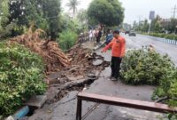 Pohon ukuran besar tumbang di Ponorogo, Jawa Timur. (Dok. Fin)