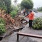Pohon ukuran besar tumbang di Ponorogo, Jawa Timur. (Dok. Fin)