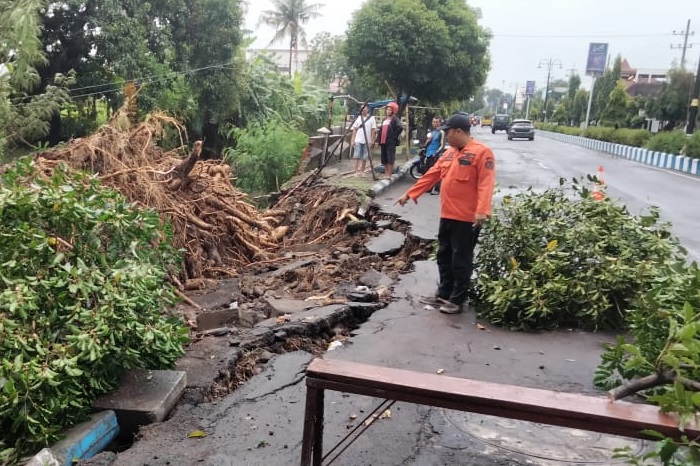 Pohon ukuran besar tumbang di Ponorogo, Jawa Timur. (Dok. Fin)