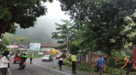 Pohon ambruk dampak hujan angin di Magetan, Jawa Timur, menimpa mobil parkir di pinggir jalan. (Dok. Fin)