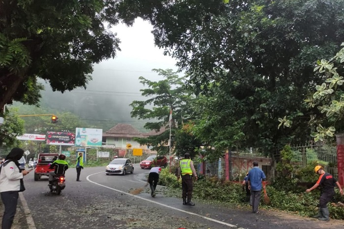 Pohon ambruk dampak hujan angin di Magetan, Jawa Timur, menimpa mobil parkir di pinggir jalan. (Dok. Fin)