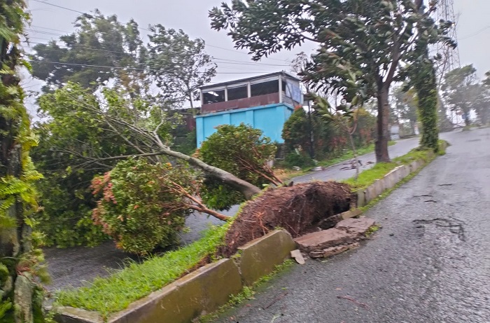 Pohon Bertumbangan di Wilayah Kabupaten Magetan. (Dok. BPBD Magetan)