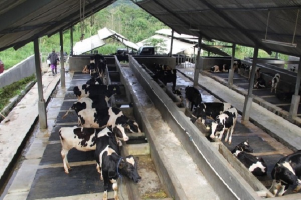 1.088 sapi perah bunting tiba di Pelabuhan Tanjung Tembaga, dorong produksi susu nasional. (Dok. ditjenpkh.pertanian.go.id)